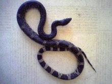 Black Pine Snake