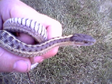 Checkered Garter