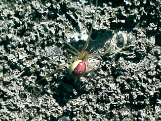 Pink Spider?