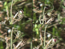 More Pink Spider Pics