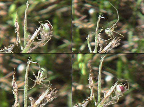 More Pink Spider Pics