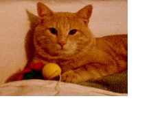 Brock Posing