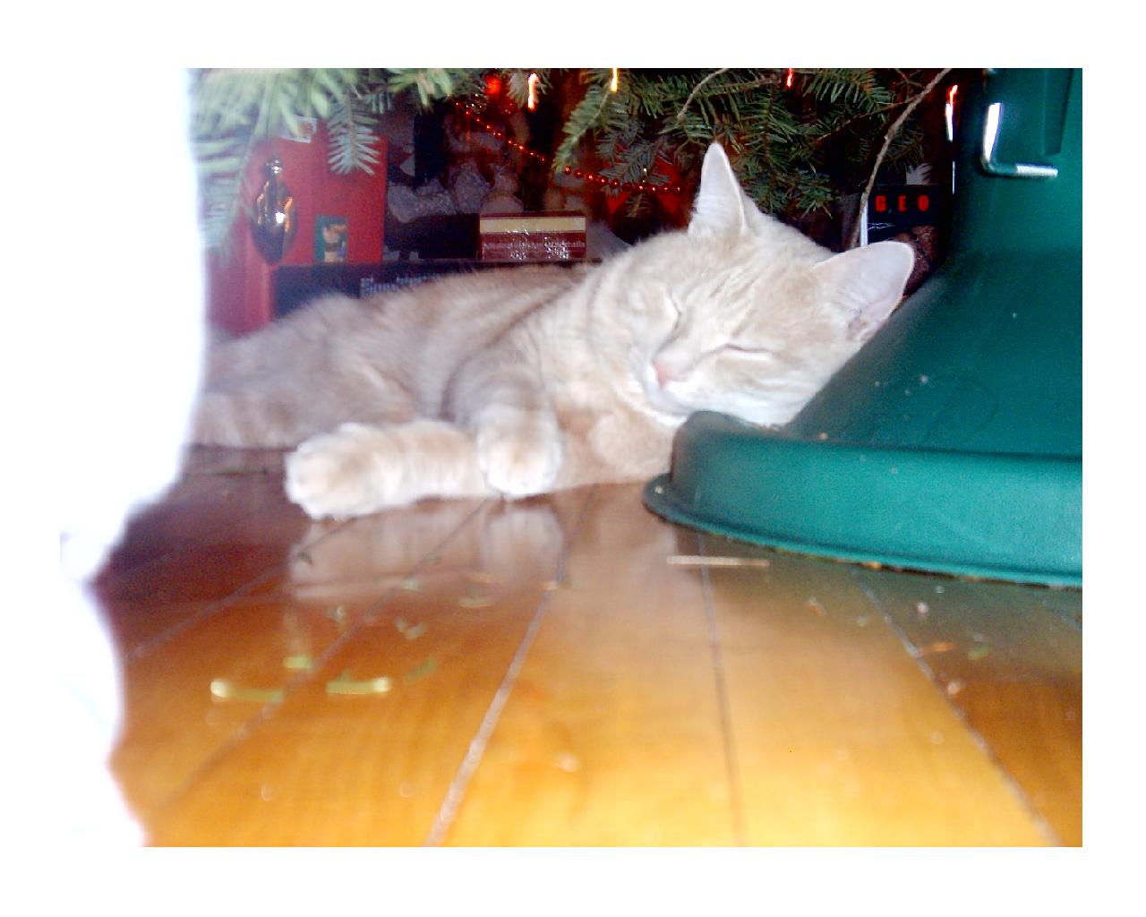 Napping under the Tree
