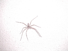 Spider on Ceiling