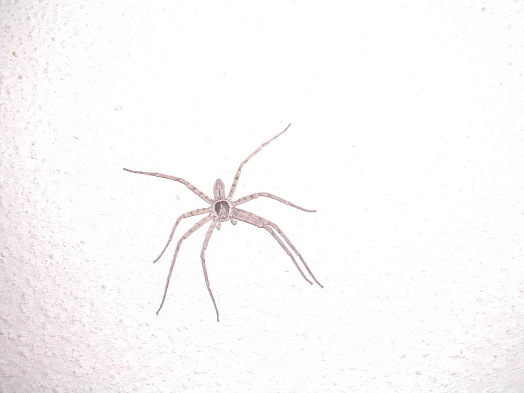Spider on Ceiling