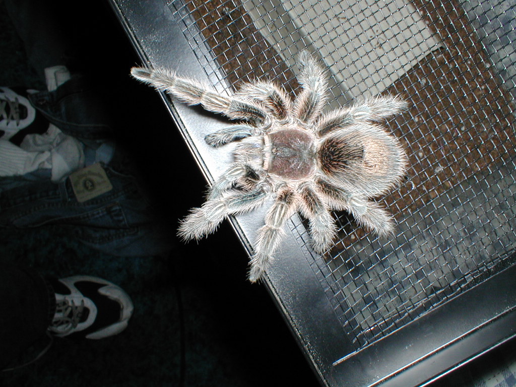 G. rosea Close Up