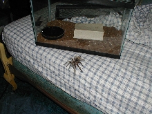 G. rosea