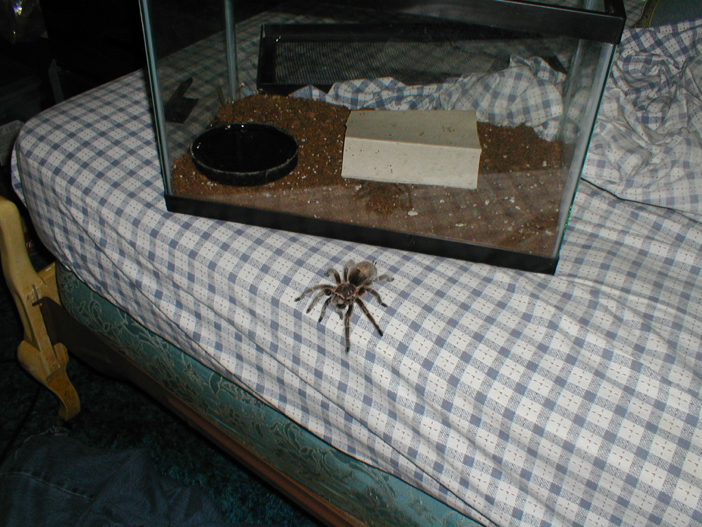 G. rosea