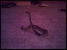 Just watchin TV