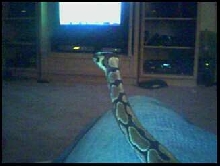Chillin with my snake