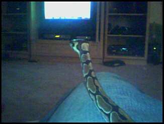 Chillin with my snake