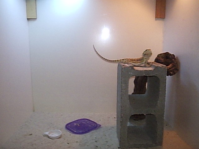 Lola's Cage