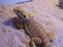 Eddie2