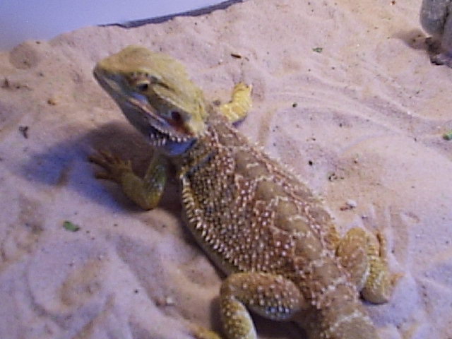 Eddie2
