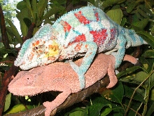 second breeding