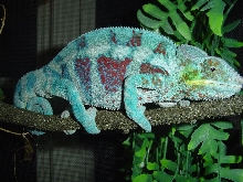 male ambanja panther chameleon