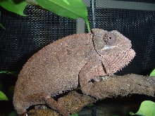 female chameleon