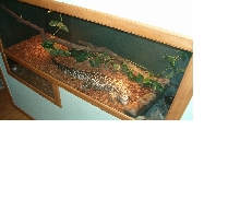 Custom Cage
