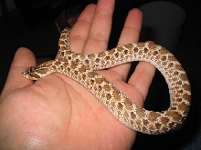 Hognose1