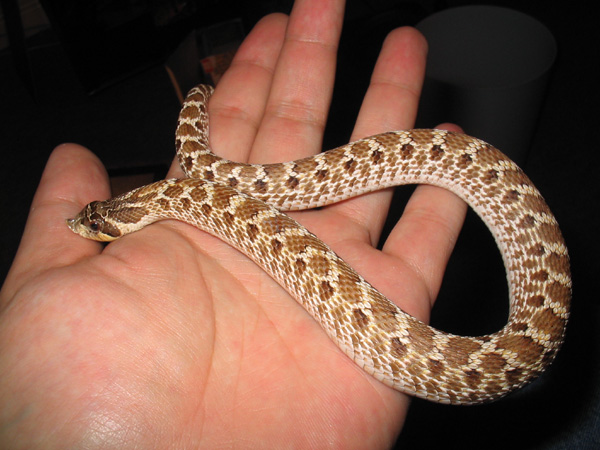 Hognose1