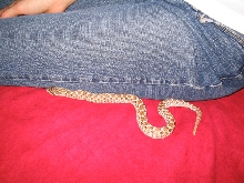 Hognose2