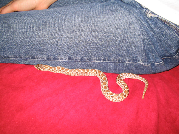 Hognose2