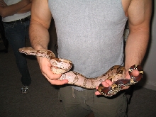Redtail Boa