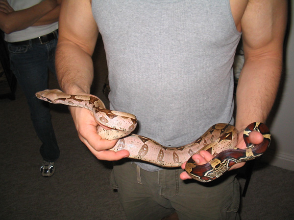 Redtail Boa