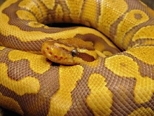 carmel albino ball