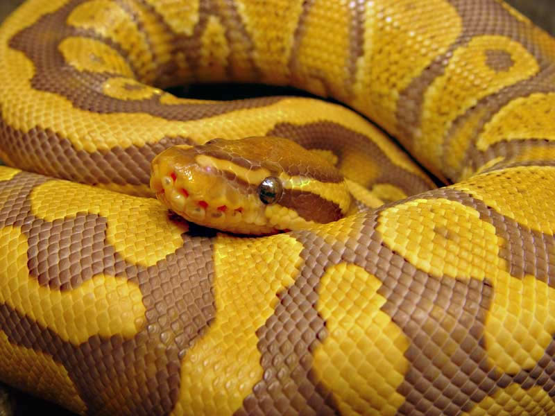 carmel albino ball