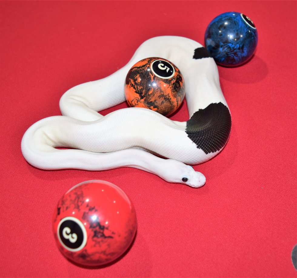 Fowlkes Reptiles Panda Express