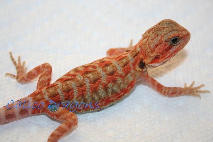 honoo at 7 weeks old
