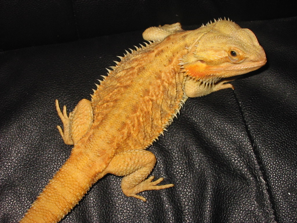 Our 04' Original Sandfire Translucent (Gummi)