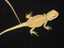 Marketed Leu. Italain Leatherback again (2 weeks old)