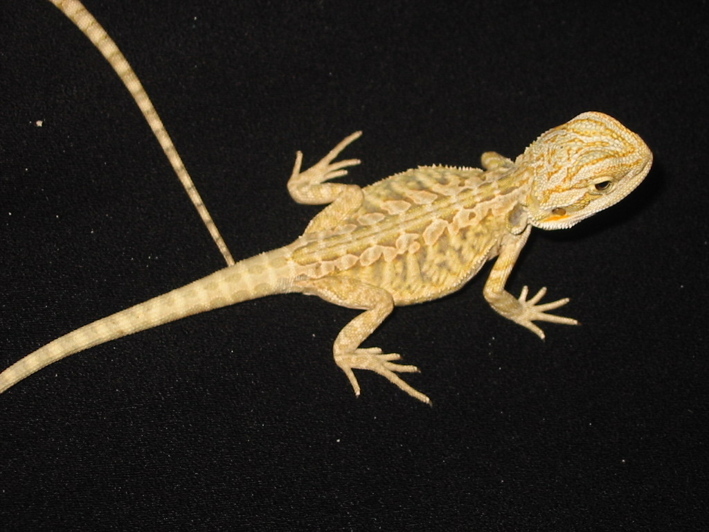 Marketed Leu. Italain Leatherback again (2 weeks old)