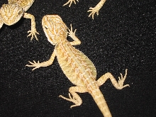 Marketed Leu. Italian Leatherback (2 weeks old)