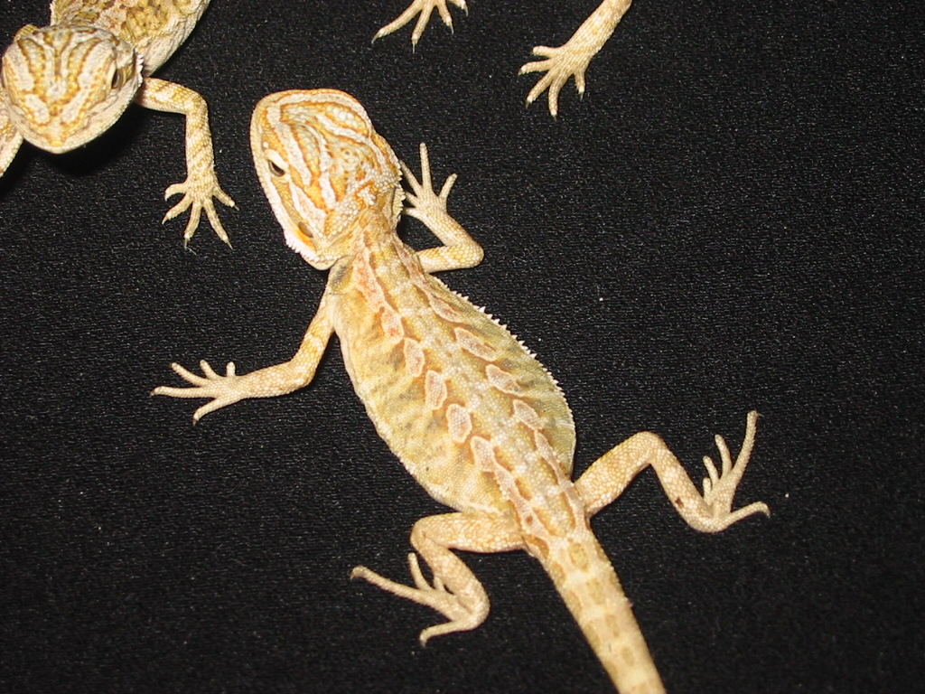 Marketed Leu. Italian Leatherback (2 weeks old)
