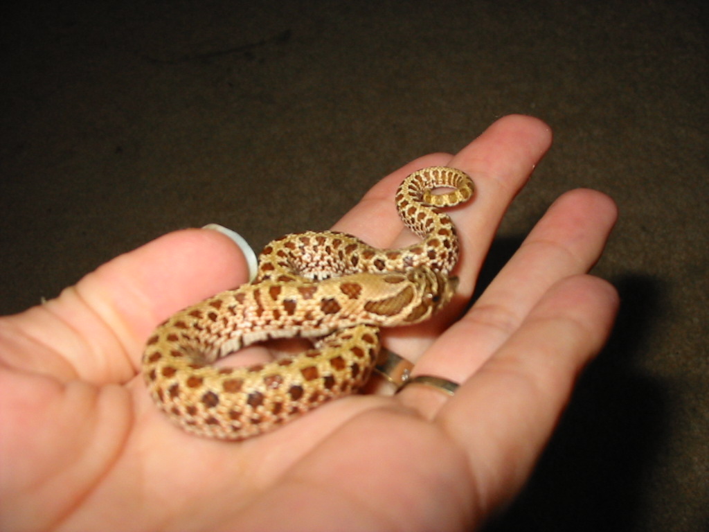Pigmalian :8)  (our pet Western Hognose)