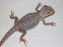 Update pic of Honoo