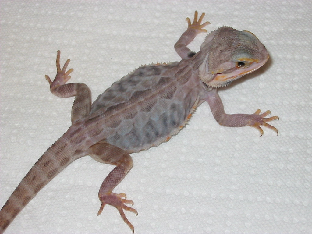 Update pic of Honoo