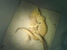 Italian Leatherback het hypo breeding our HypoTrans female!