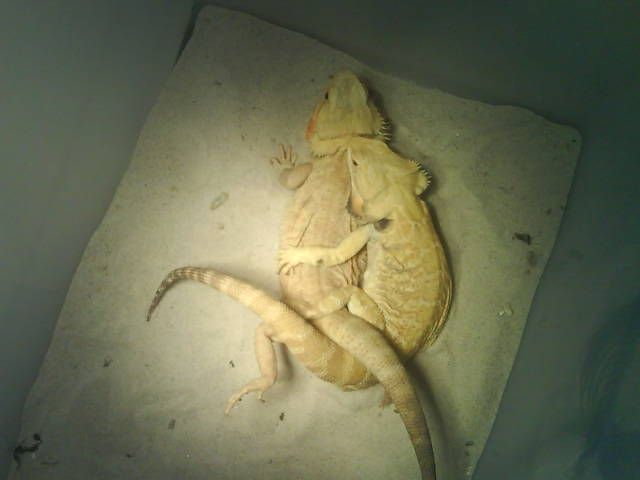 Italian Leatherback het hypo breeding our HypoTrans female!