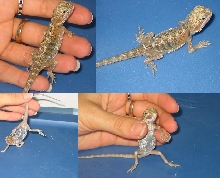 Paradox Hypo Translucent