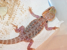 another of honoo