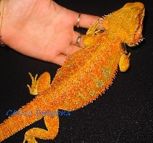 Our Beautiful Super Orange breeder Maladar