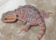 Honoo after last shed!!!