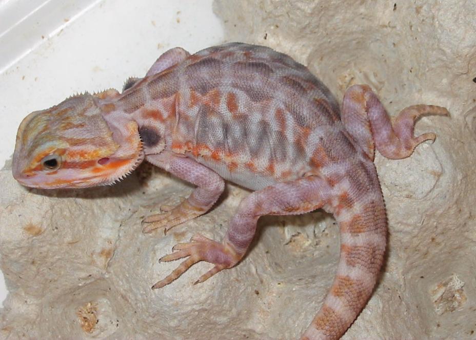 Honoo after last shed!!!