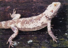 Pied Male Dragon