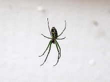 Green Spider - help ID?