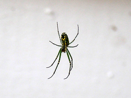 Green Spider - help ID?